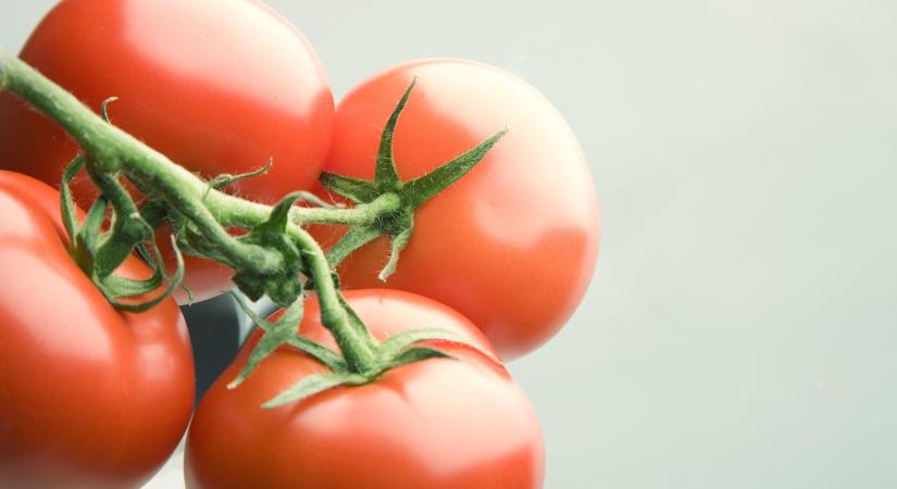 Termelési zavarok a paradicsomszezon végén Marokkóban