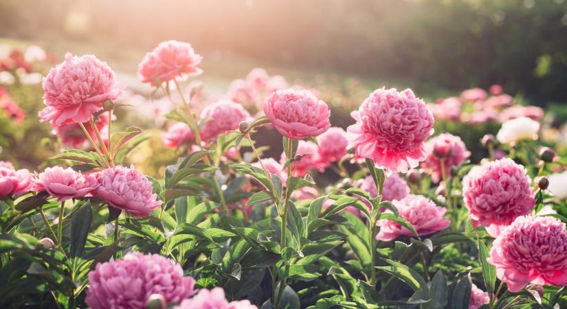 Túrára fel! Most nyílik Magyarország egyik legértékesebb vadvirága: negyedmilliót ér egyetlen példánya  Fotó