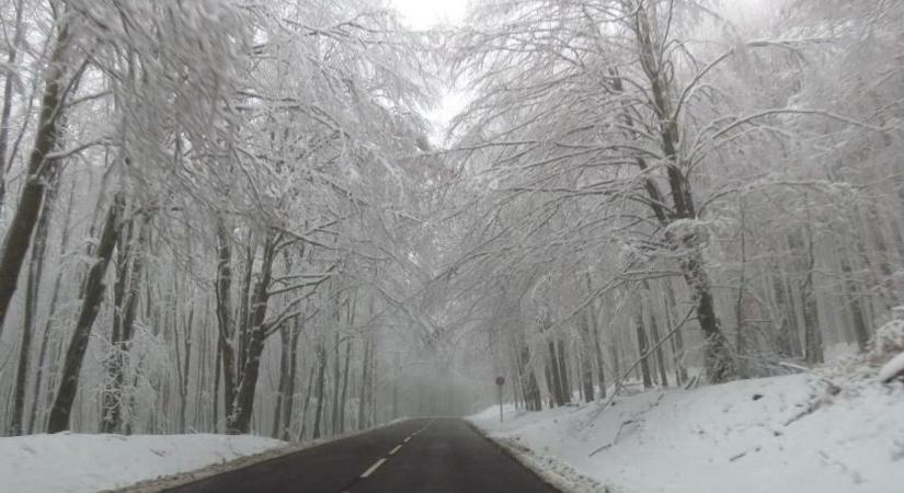 9 éve a megkésett tél pusztított a hevesi erdőkben