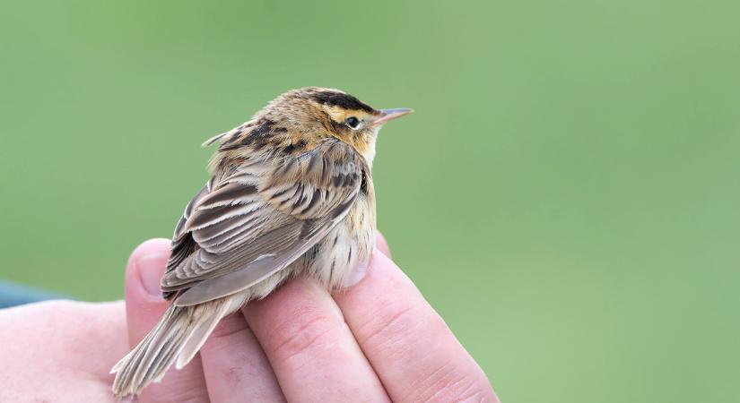 14 éve nem látott madárritkaság került elő a Hortobágyon