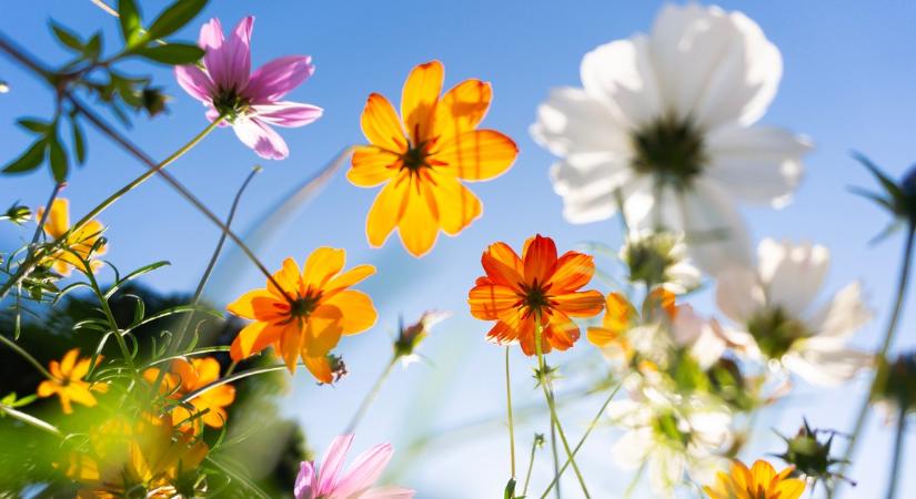 Olyan illatos kertre vágysz, hogy mindenki a csodájára járjon? Akkor ezeket a növényeket muszáj beszerezned!