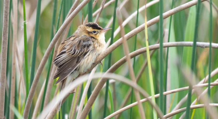 Európa legritkább énekesmadarát azonosították a Hortobágyon