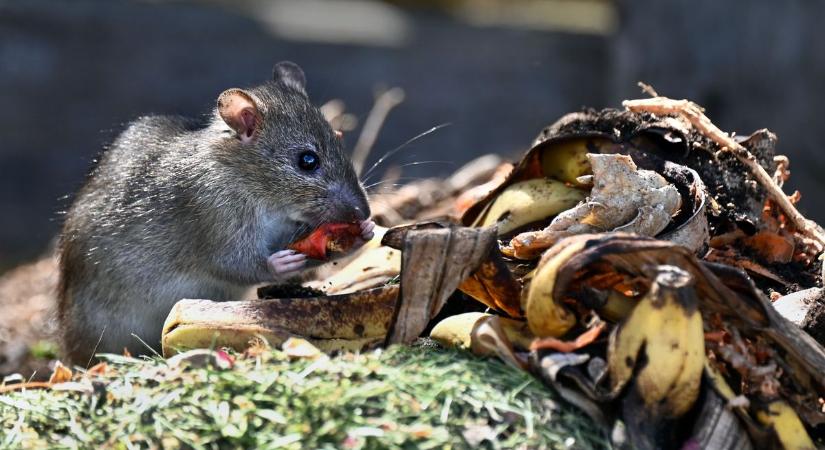 A belvárosban kevés a pad, a varjak, patkányok viszont szaporodnak