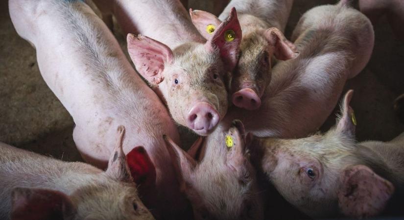 Újabb veszély a sertéstartóknak: alattomos vírus ütötte fel a fejét