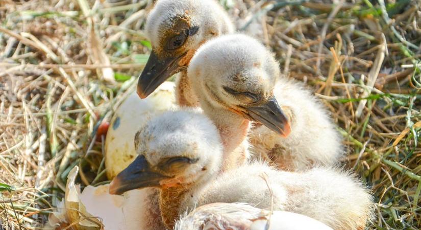Ne vigyük haza a madárfiókákat!