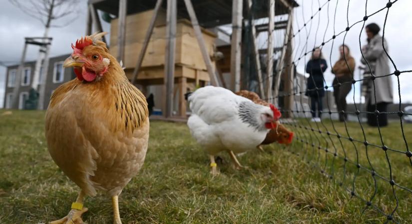 Világraszóló fejlesztés Sárváron: 350 milliárdos beruházással tarolna a Master Good