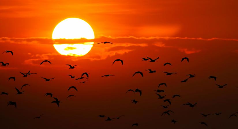 Ez lehet a kulcs a közelgő klímakatasztrófa megállításában, óriási a potenciál, erre kevesen számítottak