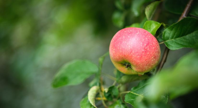 Nyomoz a rendőrség az újfehértói Szabolcsi Alma Centrum ügyében