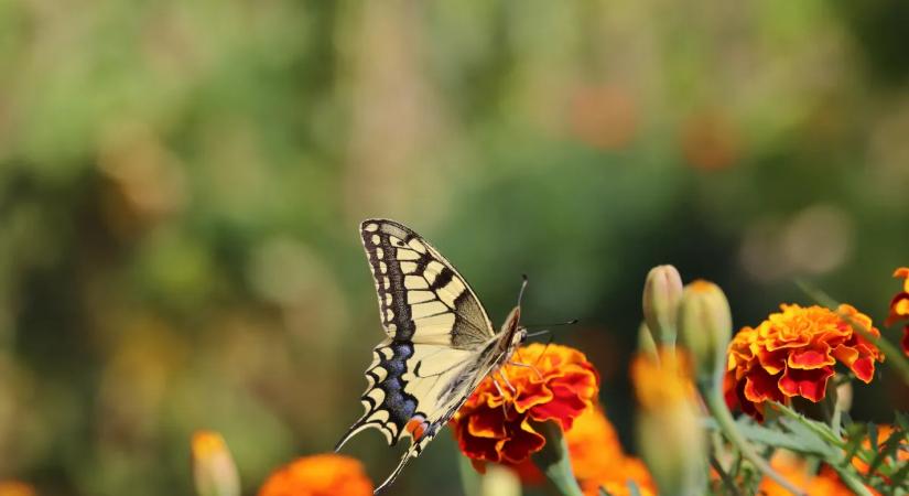 Mit jelent, ha eltűntek a pillangók a kertedből?