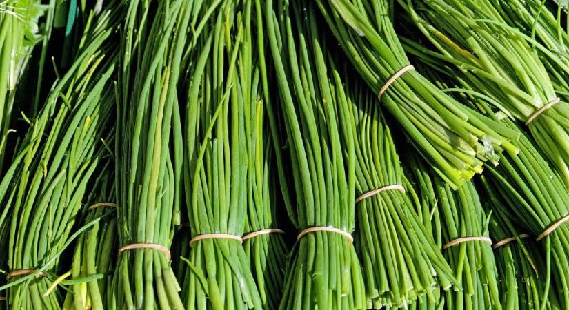 Kertész ismerősöm mondta, hogy most vessem el: Ízletesebb, mint a snidling, a magyar emberek mégsem ültetik