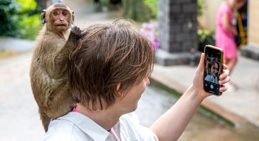 Fagyival, keksszel és nasikkal tömik a makákókat a turisták Gibraltáron: meglepő, mit vált ki ez az állatokból