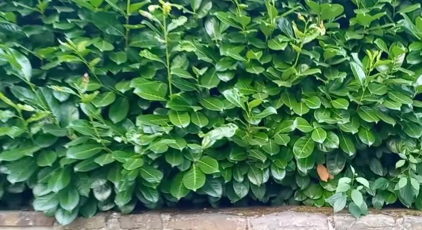 Ez az a tápoldat, amitől megállíthatatlanul nőni kezd a babérmeggyed: Nincs többé sárguló levél sem