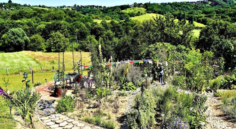 Veszély a szabolcsi parkokban! Fűből támadnak a szívós rovarok, egy csípéssel beléd tehetik a vírust