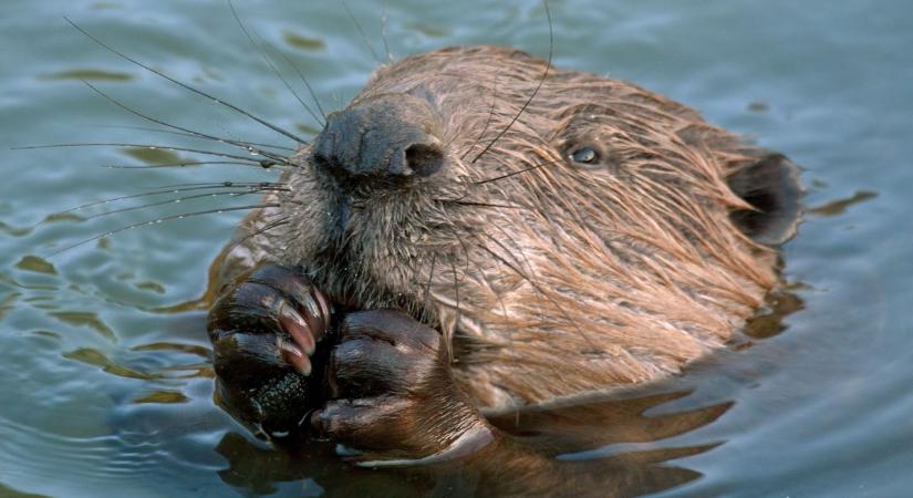 Hódok a zalai városban: nincs ok a pánikra, de az állatok akár súlyos sérülést is okozhatnak (videó)