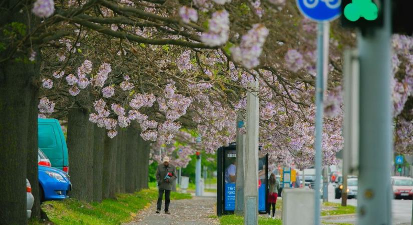 Fotókon a varázslatos debreceni tavasz