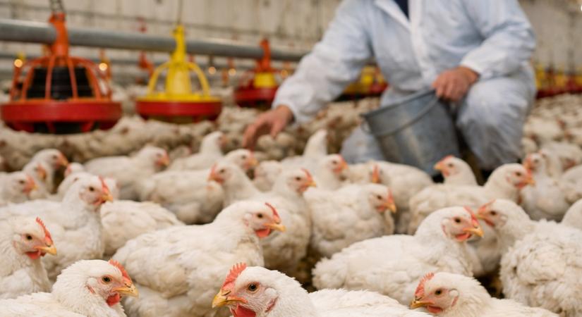 Tükörkép: így látják az agráriumot a gazdák, ezen javítanának