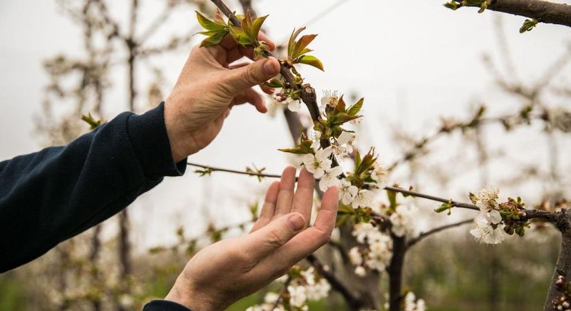 -8 fokos fagy csapott le a földekre - így kérhető kártérítés a pusztító éjjel után