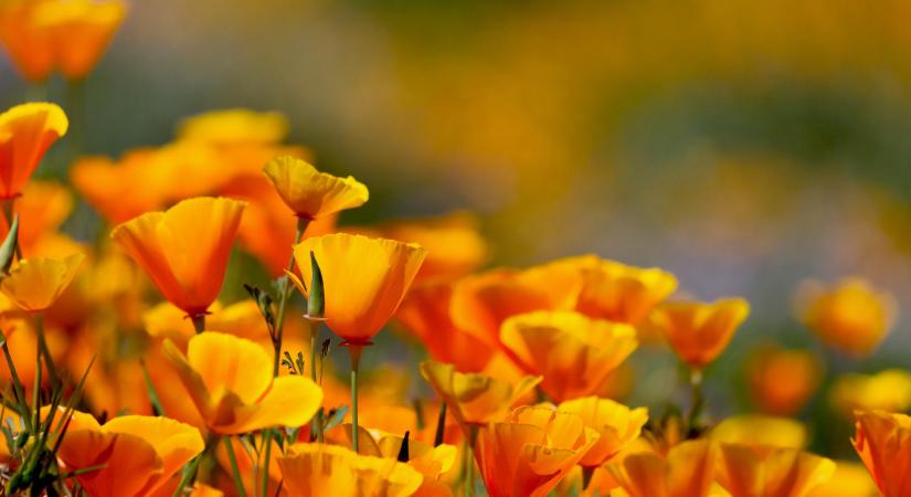 Az inváziós fajokat nem irtani kell, hanem kordában tartani