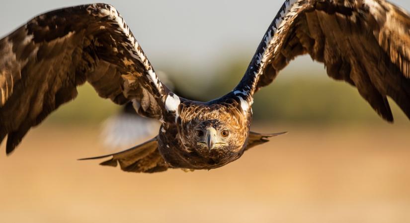 Kacsától kapott új szaruhártyát a hortobágyi parlagi sas