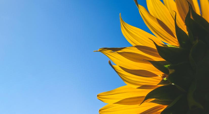 Fórián Zoltán: Merre forog a napraforgó?