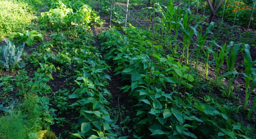 Ezt a 3 növényt ültesd egymás mellé: szuper trükk, mégis alig használják