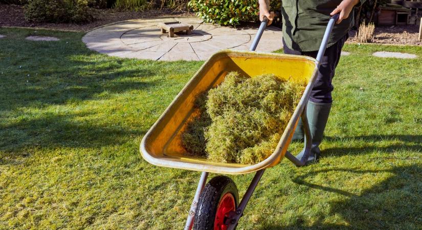 Hogyan szabadulhatunk meg a gyepen lévő mohától vegyszerek nélkül? Használjuk ezt az egyszerű konyhai „hulladékot”!