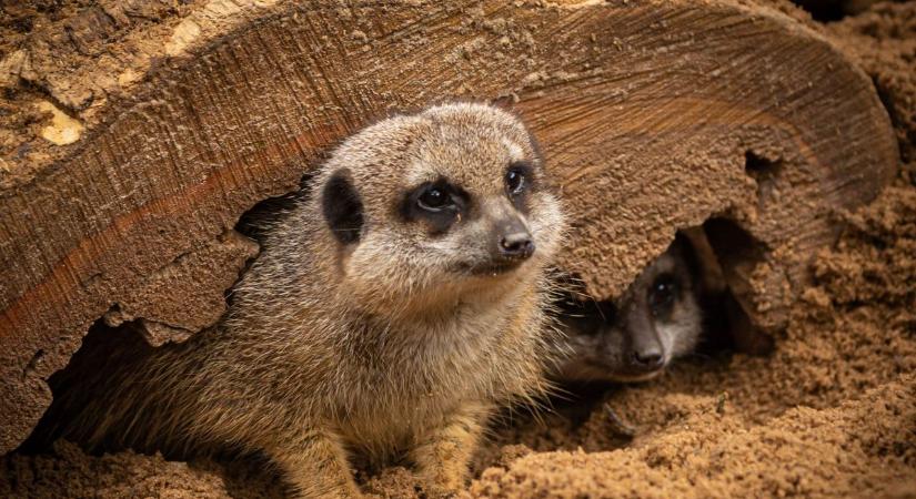 Föld napja a PécsZoo-ban: állatok, játékok és látványetetés várja a látogatókat