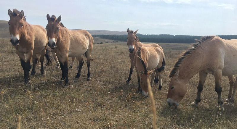 Csoda Csernobilban: hihetetlen természeti jelenség a katasztrófa-övezetben