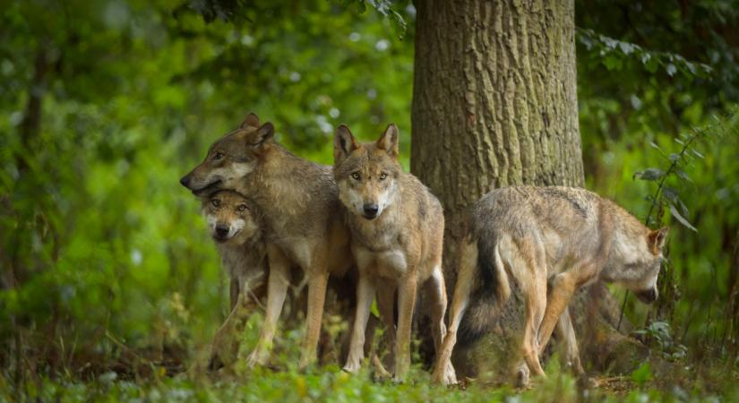 Egyre több rettegett ragadozó bukkan fel Magyarországon: tényleg okunk van a pánikra?