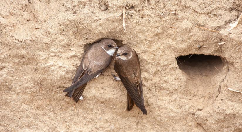 Súlyos ára van az elmaradt tavaszi árhullámnak: ha nem lépnek a civilek, odaveszhetnek a fiókák