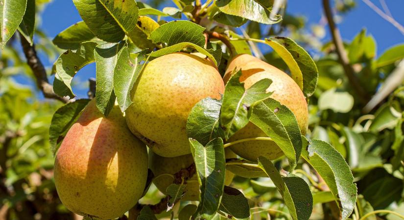 7%-kal magasabb az európai körtekészlet, mint tavaly márciusban