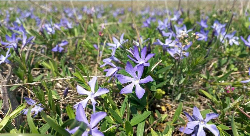 Lila, tavaszi szélkerekek, virágoznak a pusztai meténgek