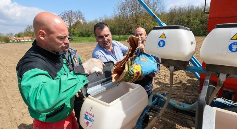 Hová tűntek a vetési varjak a kukoricatábláról? A zalai településen megoldódott a rejtély (galéria, videó)