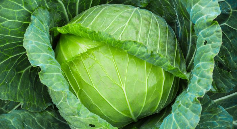 Aggasztóan alakul a káposzta ára