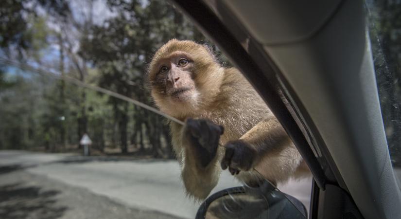Annyi chipsszel és fagyival etetik a gibraltári majmokat, hogy elkezdtek inkább földet zabálni
