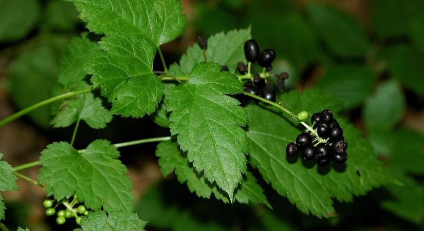 Szurdokerdők mérgező növénye a békabogyó