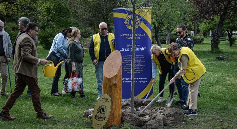 Fát ültettek a klubtagok a mátrafüredi környezet védelmére