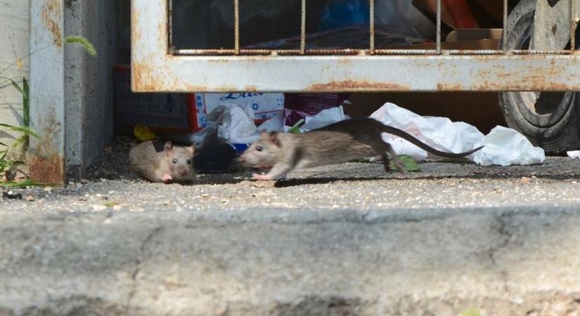 Patkányok mindenhol? Így ismerd fel és így védekezz ellenük Borsodban