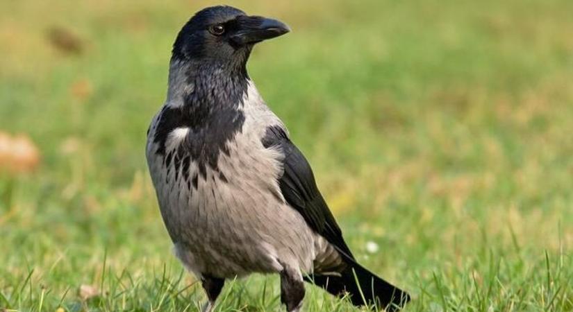 Diego, a ravasz varjú és a mestersolymász harca