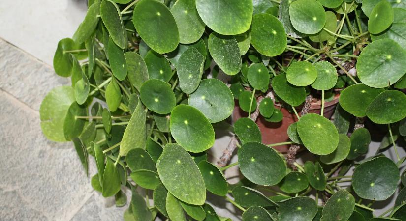 Ez a növény bevonzza az otthonodba a bőséget és a boldogságot a babona szerint