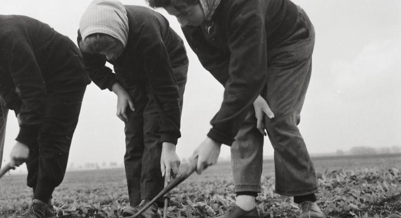 Izgatás miatt ítélték el a visszaeső asszonyt: annyi volt a bűne, hogy borsót vetett