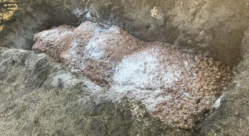 Záptojásszag fojtogat egy somogyi községet, a helyi tojásfeldolgozó cég tagadja a felelősségét