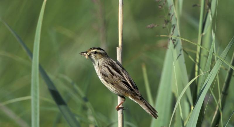 Madárcsoda: visszatért a nádasok ritka réme a Hortobágyra