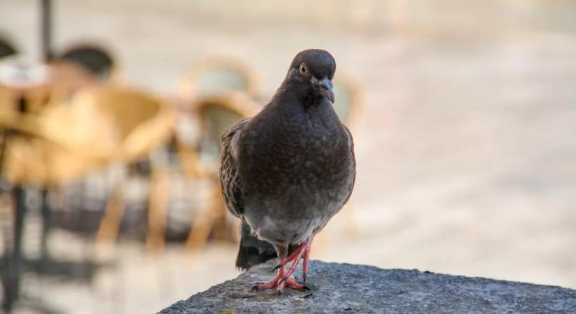 Figyelmeztet a kertész: ezt a dolgot soha ne hagyd a teraszon, mert odavonzza a galambokat