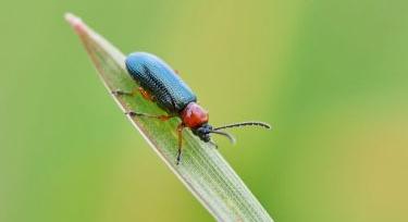 Megindultak a vetésfehérítők: most kell résen lenni a kalászosokban