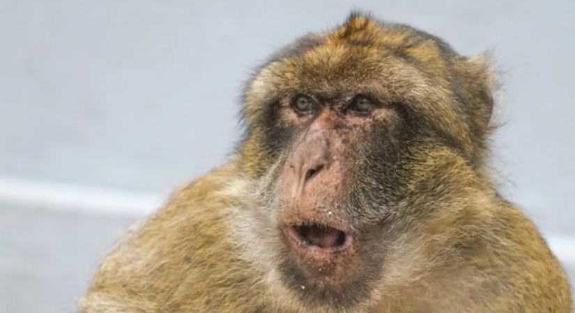 Sár- és gyorsételfüggő majmok – különös jelenségre derült fény