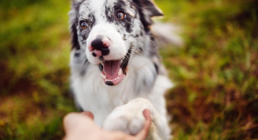 Ez az 5 leghűségesebb kutyafajta – ha örök társat keresel, innen érdemes választanod