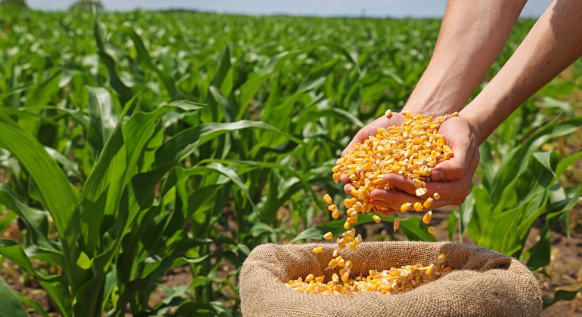 Figyelmeztetik a gazdákat: egyetlen hiba miatt a teljes kukoricatermés odaveszhet