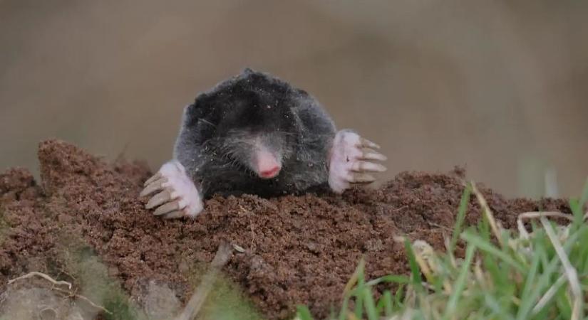 A vidéki magyarok módszere terjed a neten: így tüntetik el a vakondokat a kertből pillanatok alatt