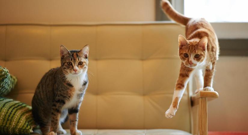 Egy idősebb macska a fiatalabb társától tanult meg dagasztani – elragadó videón a páros